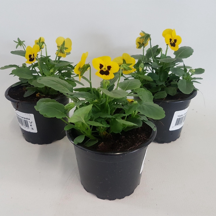 <h4>Viola cornuta geel met oog</h4>