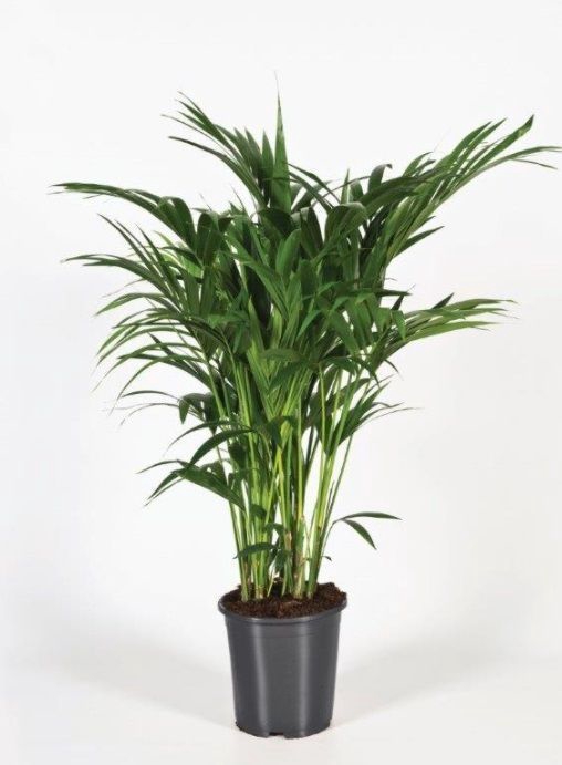 <h4>Howea forsteriana 120cm (Kentia)</h4>