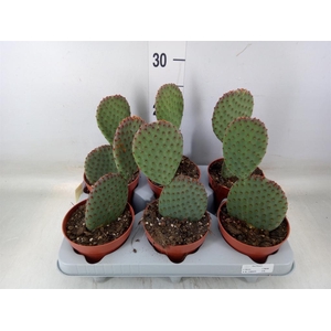 Opuntia microdasys