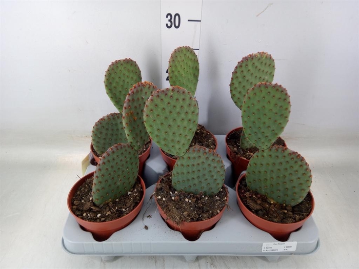 <h4>Opuntia microdasys</h4>