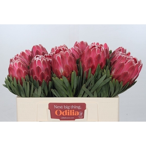 Protea Venus