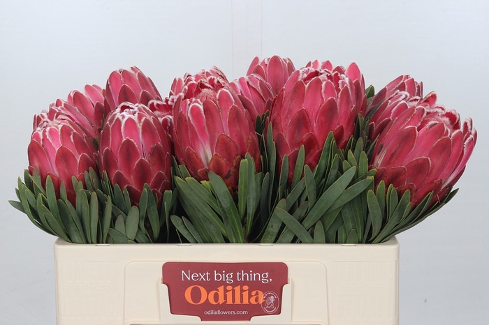<h4>Protea Venus</h4>