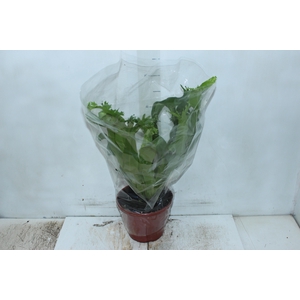 ASPLENIUM CRISSIE P20