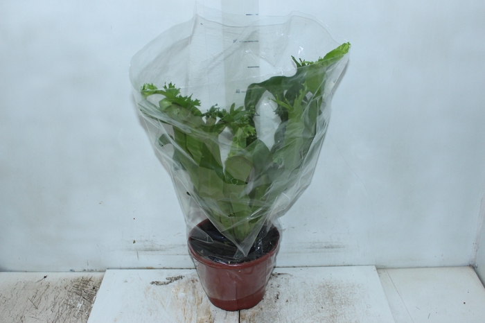 <h4>ASPLENIUM CRISSIE P20</h4>