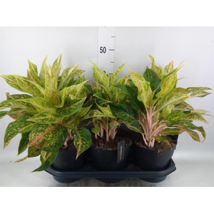 Aglaonema   ...