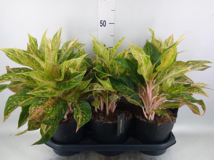 <h4>Aglaonema   ...</h4>