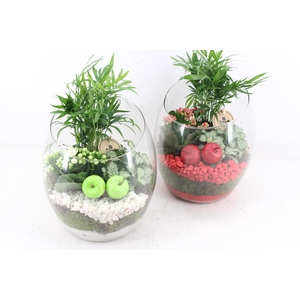 arr2 PL - Glas vaas samba 999/2 - rood/wit