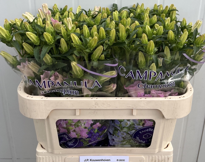 <h4>CAMP M PEARL PINK</h4>