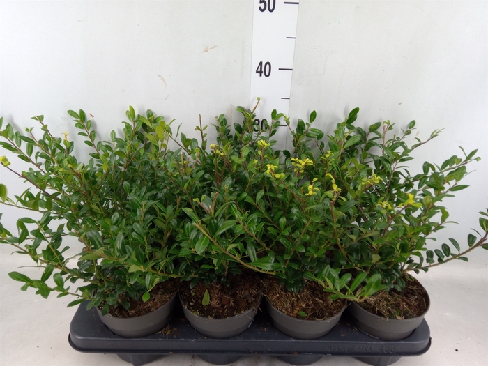 <h4>Ilex crenata</h4>