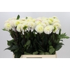 Dahlia White Isa