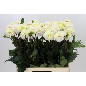 Dahlia White Isa