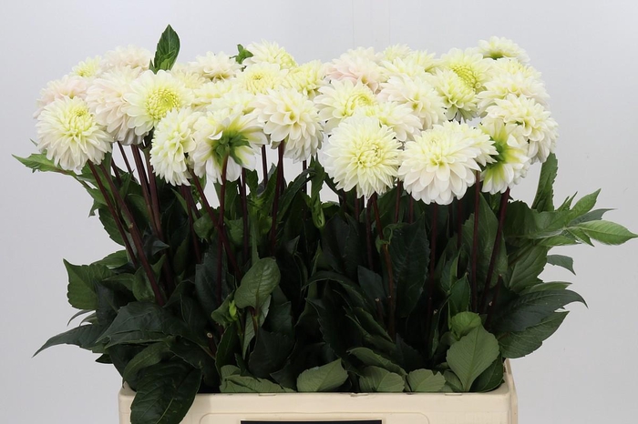 <h4>Dahlia White Isa</h4>