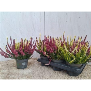 Callu Gem In Pot 2kl