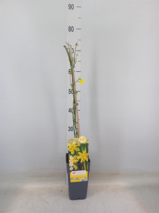 <h4>Jasminum nudiflorum</h4>