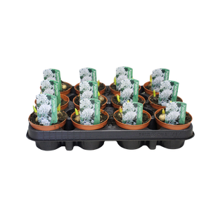 Bol op pot Puschkinia