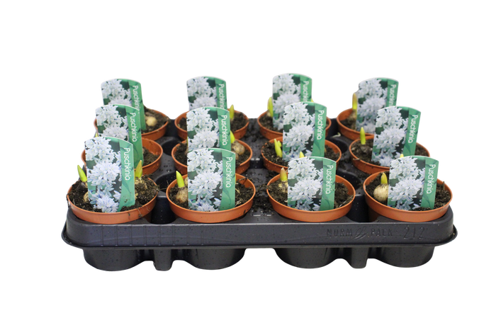 <h4>Bol op pot Puschkinia</h4>