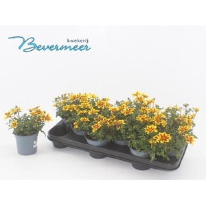 BID SUM SHOOTIN STAR