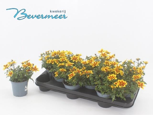 <h4>BID SUM SHOOTIN STAR</h4>