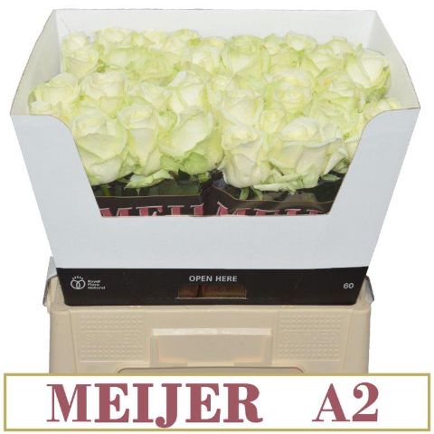 <h4>R Gr Avalanche White A2 Meijer</h4>
