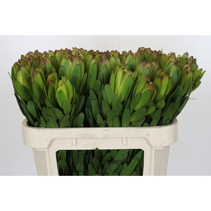 Leucadendron Goldstrike