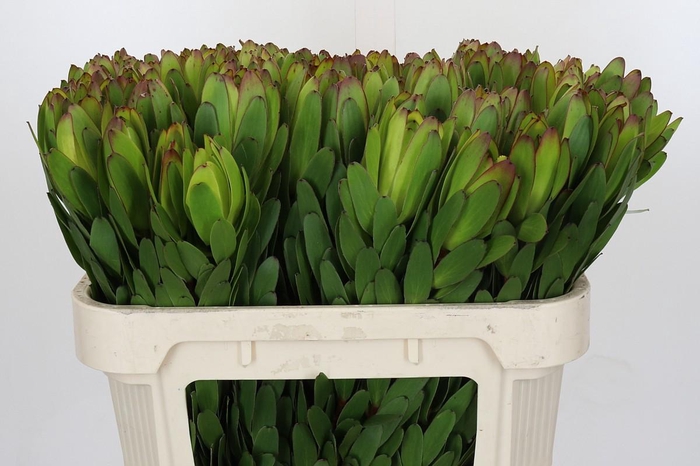 Leucadendron Goldstrike