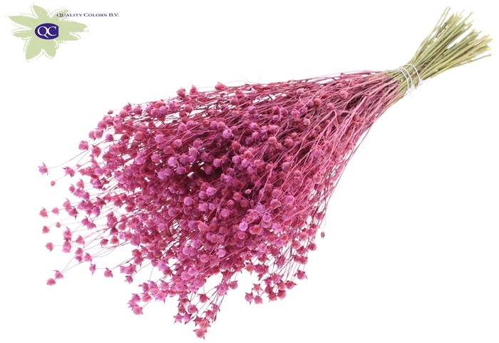 <h4>Lino vlas per bunch frosted cerise</h4>
