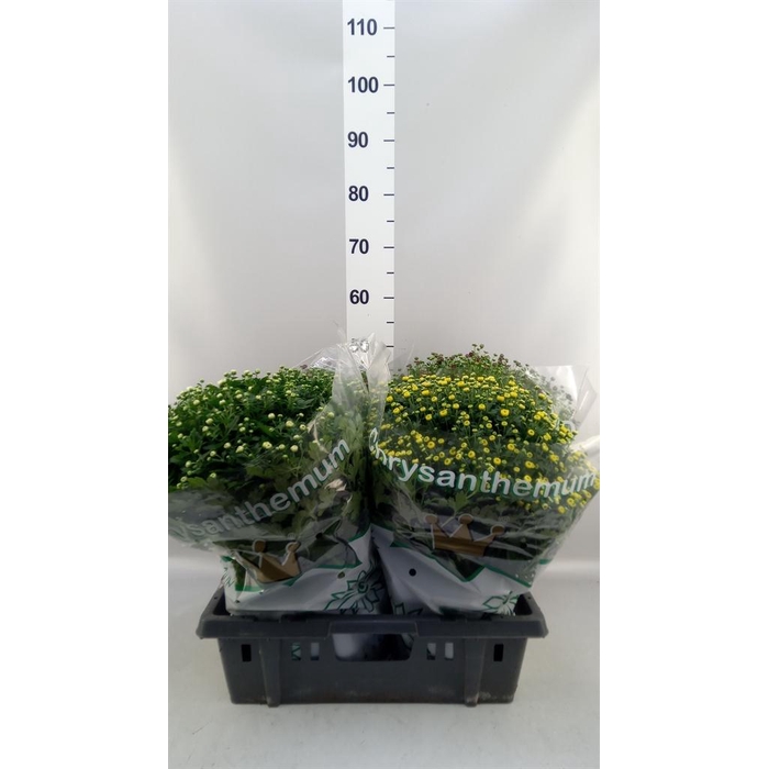 <h4>Chrysanthemum  'Jasoda'  ..mix</h4>