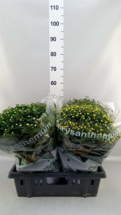 Chrysanthemum  'Jasoda'  ..mix