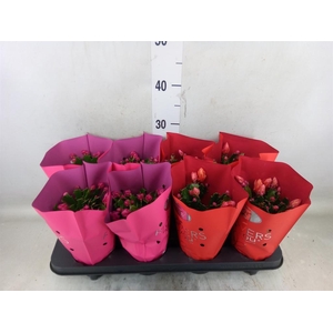 Schlumbergera   ...mix 2