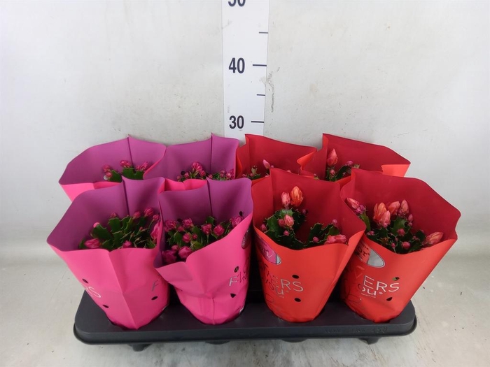 <h4>Schlumbergera   ...mix 2</h4>