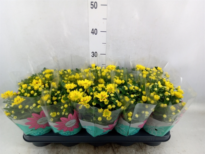 <h4>Chrysanthemum  'Rainbow lake Worth'</h4>