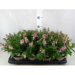 Angelonia  'Serena Lavender'