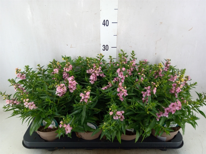 <h4>Angelonia  'Serena Lavender'</h4>