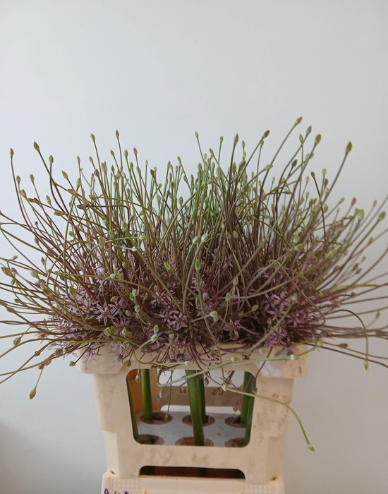 Allium Schubertii Extra 65cm