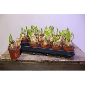 arr8 Narc O Tete A Tete