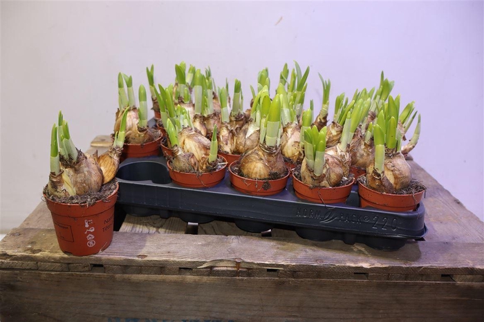 <h4>arr8 Narc O Tete A Tete</h4>