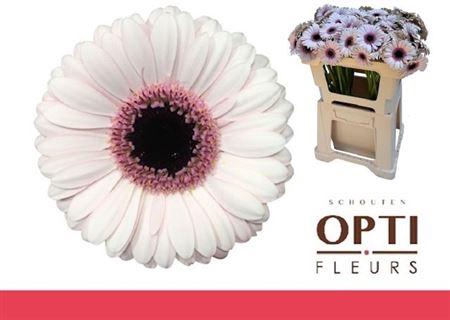 <h4>Ge Mi Abby Lou</h4>