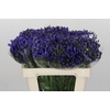 Agapanthus EYFORI Blue