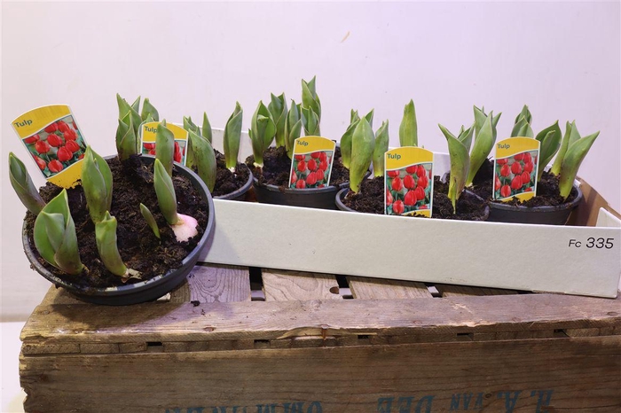 <h4>Tul Ov Rood</h4>