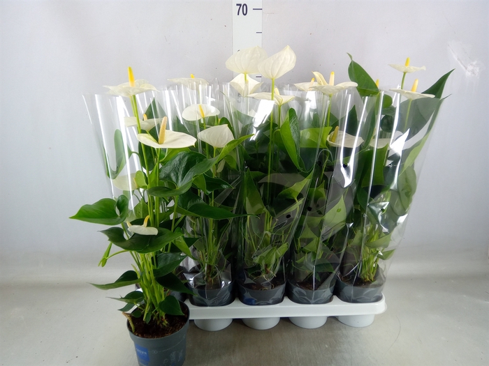 <h4>Anthurium  'Karma White'</h4>