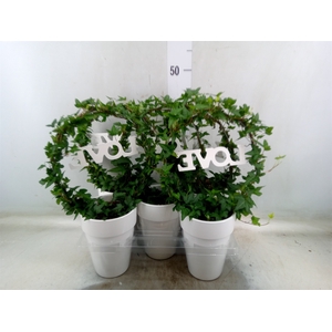 Hedera   ...green leafed
