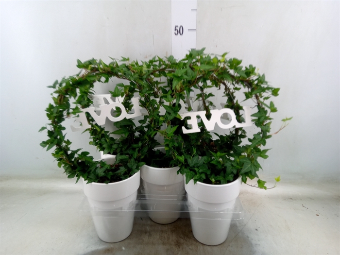 <h4>Hedera   ...green leafed</h4>