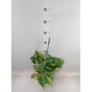 Philodendron scand. 'Brasil'