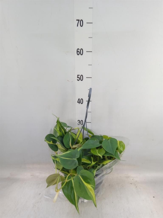 <h4>Philodendron scand. 'Brasil'</h4>