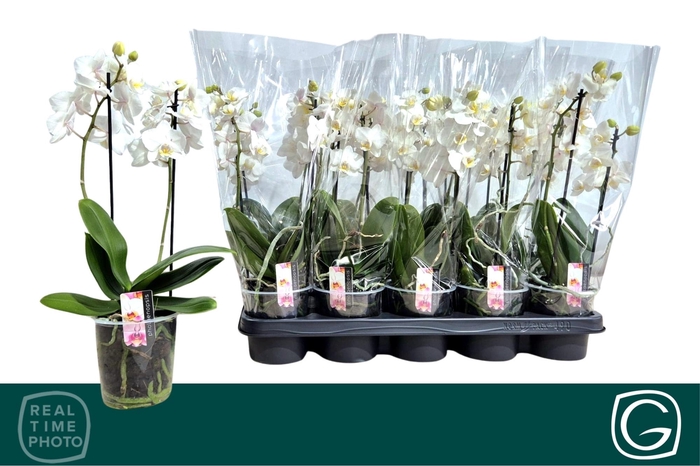 <h4>PHAL MF OV WIT</h4>