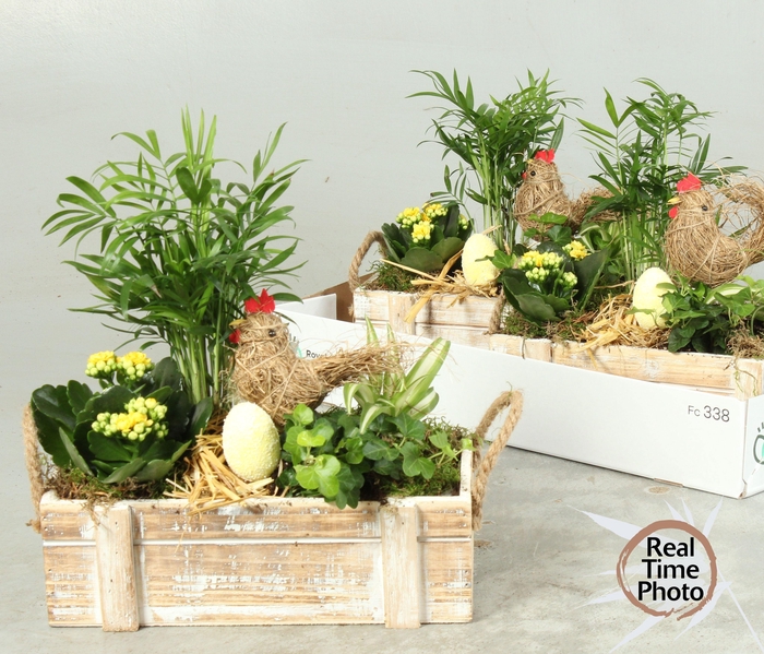 <h4>ARR KAMERPL</h4>