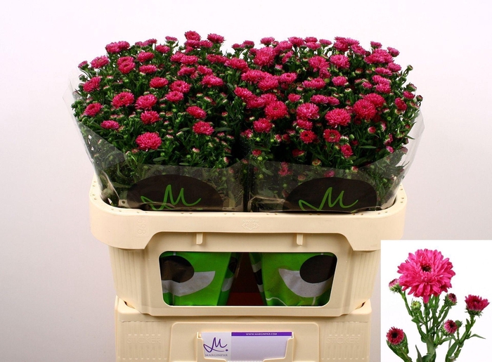<h4>ASTER FLASH AST FLASH</h4>