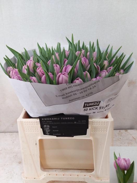 <h4>TU DU KICKSTART</h4>