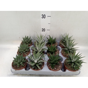 Haworthia   ...mix