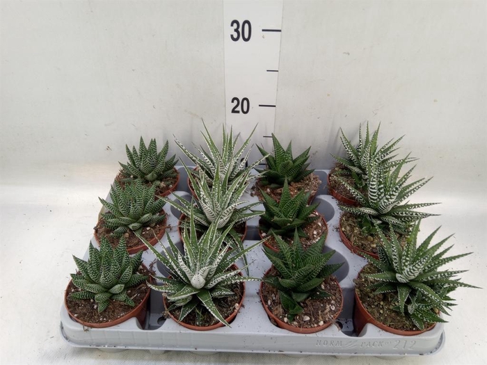 <h4>Haworthia   ...mix</h4>